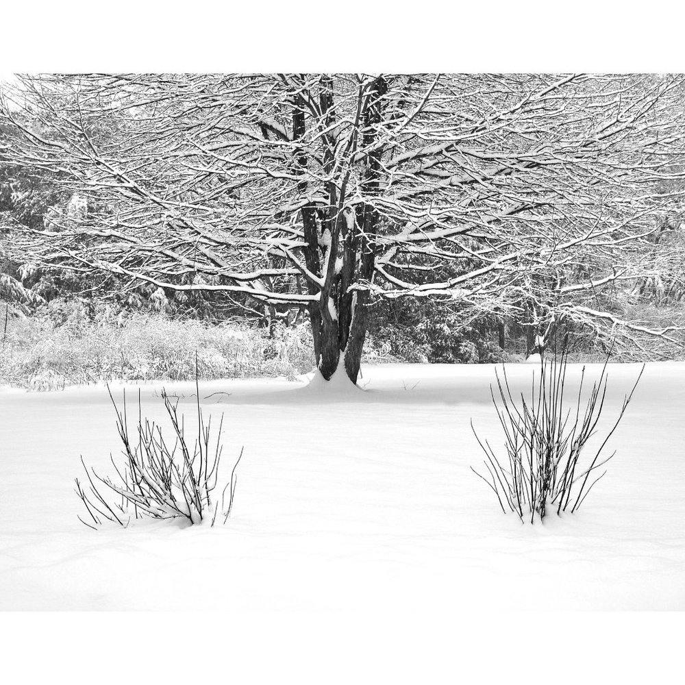 Tree and Snow  11 x 14 print